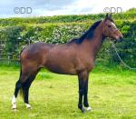 Frank, 16.1hh Riding Gelding