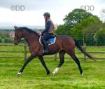 Frank, 16.1hh Riding Gelding
