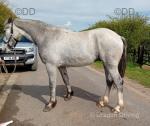 Marples Pride, Irish Draught x Gelding