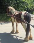 Rosie, 13hh Ride and Drive Mare