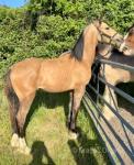 Greenmeads Winter Ronan, Welsh Section D Colt