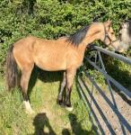 Greenmeads Winter Ronan, Welsh Section D Colt