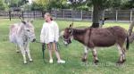 Jenny Donkeys Possibly in Foal 