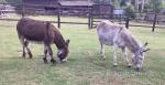 Jenny Donkeys Possibly in Foal 