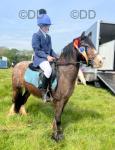Apollo, 12.2hh Riding Gelding 