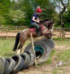 Apollo, 12.2hh Riding Gelding 