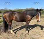 Tilly, 14.3hh Mare