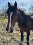 Tilly, 14.3hh Mare