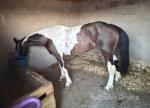 Ice Lady, 14hh Mare