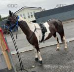 Ice Lady, 14hh Mare