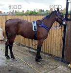 Big Gary, 15hh Driving Gelding 