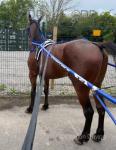 Big Gary, 15hh Driving Gelding 