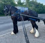 Masterpiece, Driving Colt 