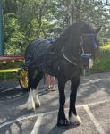 Masterpiece, Driving Colt 