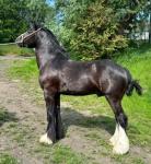 Masterpiece, Driving Colt 
