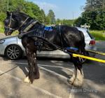 Masterpiece, Driving Colt 