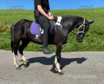 14.2hh Ride and Drive Mare