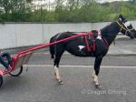 14.2hh Ride and Drive Mare