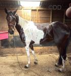 14.3hh Gelding