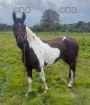 14.3hh Gelding