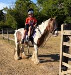 12.2hh Ride and Drive Mare 