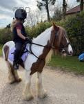 12.2hh Ride and Drive Mare 