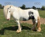 13.2hh Mare