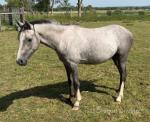 2 Year Old Welsh Section B Gelding