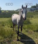 2 Year Old Welsh Section B Gelding