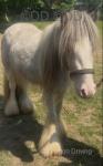 Little Man, 9.2hh Gelding