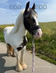 Queenie, Filly