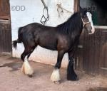 Ride and Drive Filly