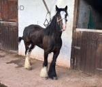 Ride and Drive Filly
