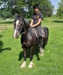 Jack, 13.2hh Welsh Section C Riding Gelding