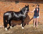 Jack, 13.2hh Welsh Section C Riding Gelding