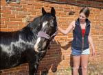 Jack, 13.2hh Welsh Section C Riding Gelding