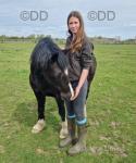 Jack, 13.2hh Welsh Section C Riding Gelding