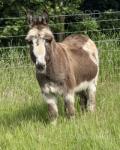 Buster, Jack Donkey