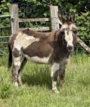 Buster, Jack Donkey