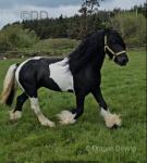 15.2hh Friesian x Stallion