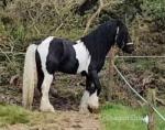 15.2hh Friesian x Stallion