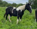15hh Mare