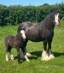 12hh Broodmare with Colt Foal