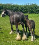 12hh Broodmare with Colt Foal