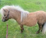 Ride and Drive Mare