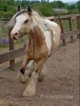 Hermit's Texas Ice, Gelding