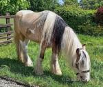 Hermit's Texas Ice, Gelding
