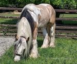 Hermit's Texas Ice, Gelding
