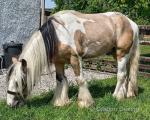 Hermit's Texas Ice, Gelding