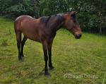 16.2hh IDx Gelding
